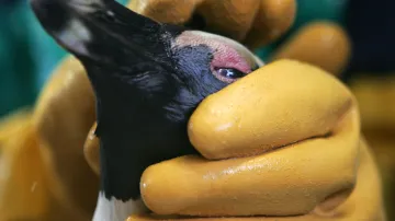 Tučňák v jihoafrickém záchranném centru