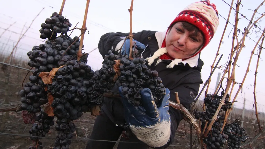 Na jižní Moravě začala sklizeň ledového vína