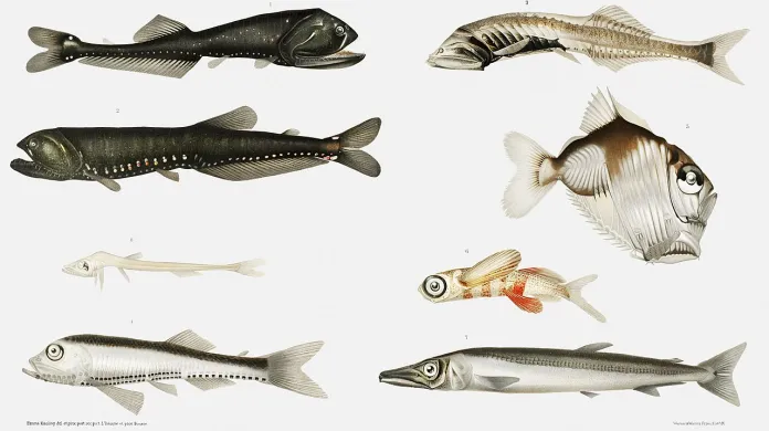 Různé druhy hlubokomořských ryb, stříbroočka teplomilná je úplně vpravo dole