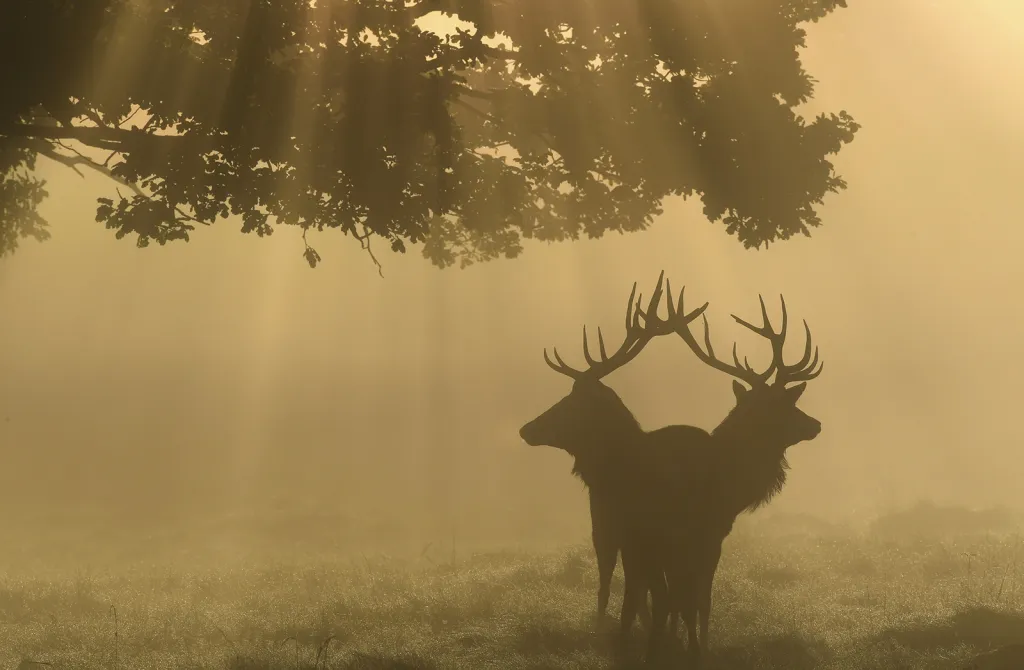 Dva jelení samci v ranní mlze během období říje v největším londýnském královském parku Richmond Park
