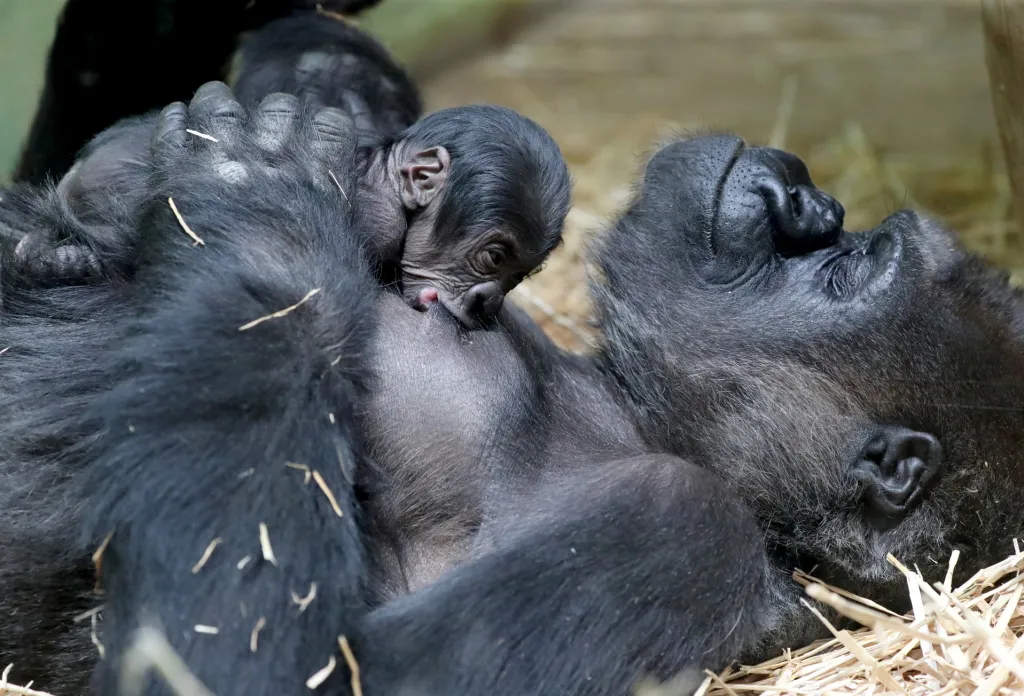 Antverpská zoo přivítala nově narozenou gorilu, která prozatím ještě nedostala jméno. Na fotografii je se svojí matkou Mambele během snídaně 25. června