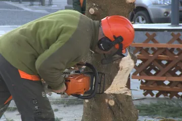 Ostrava přišla o vánoční strom na Masarykově náměstí. Kvůli prasklině v kmeni hrozilo, že spadne