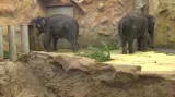 Ústecká zoo potřebuje nové pavilony