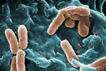 Česká vědkyně popsala toxiny, kterými zápasí bakterie v Antarktidě. Mohly by vést k náhradě antibiotik