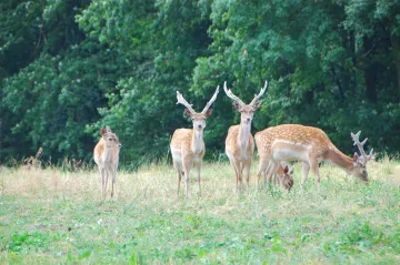 Stát zvažuje celoroční lov daňků i jelenů. Zvěř ničí sazenice vysázené po kůrovcové kalamitě