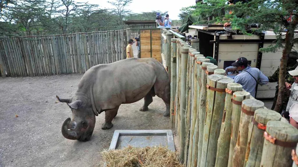 Nosorožec v keňské rezervaci