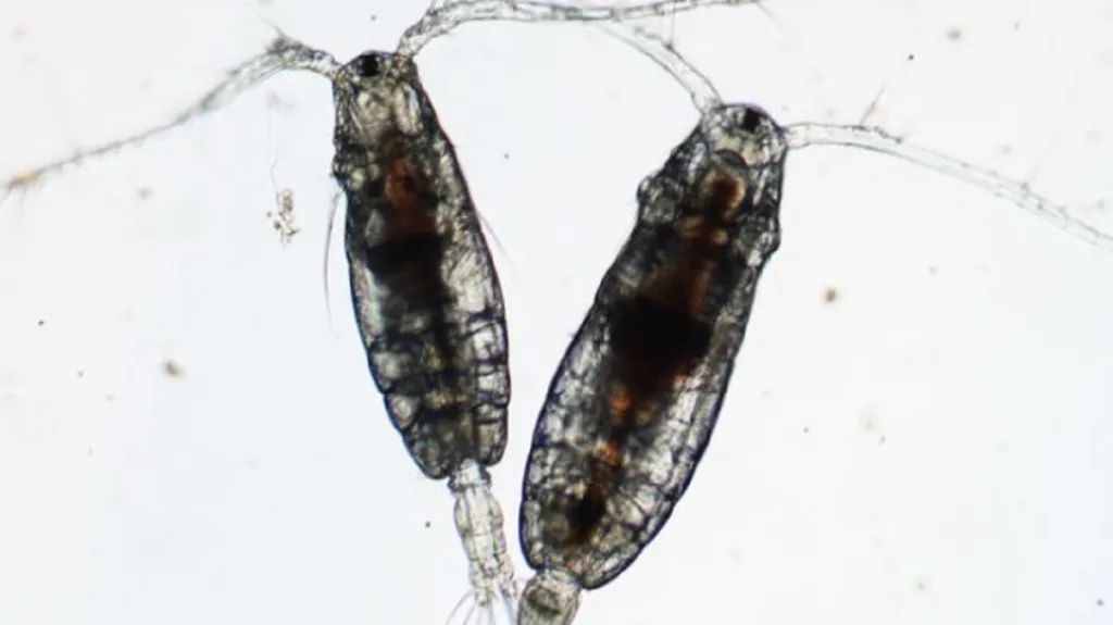 Acartia tonsa