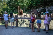 Brněnská zoo slaví sedmdesát let. Proslavil ji chov ledních medvědů a šimpanzů