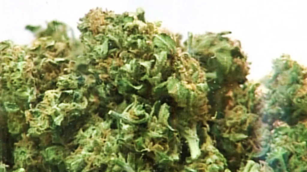 Marihuana