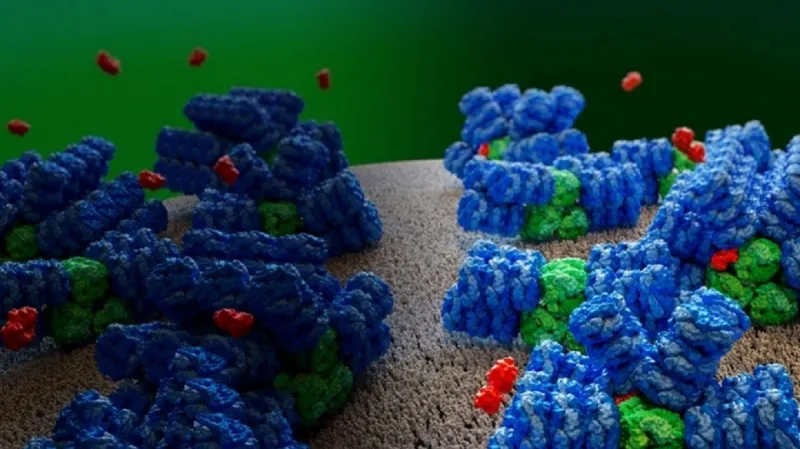 Umělecké ztvárnění světlosběrného aparátu sinic. Základní složky antény jsou znázorněny modře a zeleně, OCP protein je v oranžové barvě