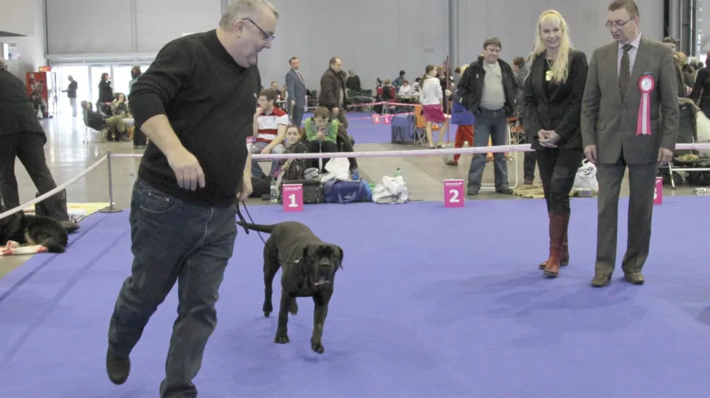 Z mezinárodní výstavy psů v Brně