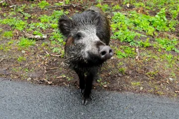 Divočáci způsobili miliardové škody, kvůli teplé zimě může být hůř