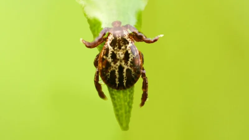 Klíšťata začínají opět trápit milovníky přírody