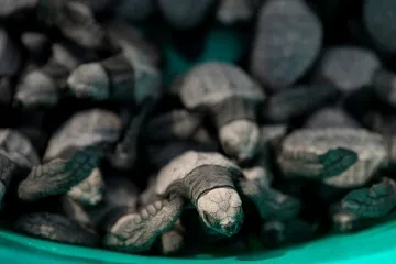 Dobrovolníci na Filipínách pomáhají malým karetám při jejich první cestě