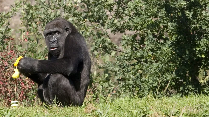 Moja - první gorila narozená v Česku