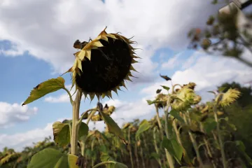 Evropa čelí nejhoršímu suchu za posledních 500 let. Úroda je v ohrožení, varují experti