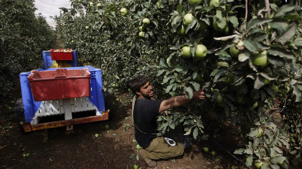 Sběr jablek v Izraeli