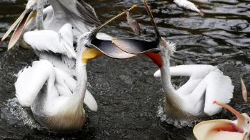 Plameňáci v Zoo Praha