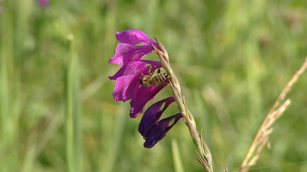 Mečík střecholistý