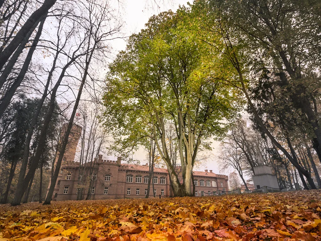 15. místo: Lípa srdčitá na zámku v Raudonė (Litva). Dva z jejích sedmi kmenů spojuje železná tyč (ve výšce 3 metry). Podle pověsti tady svázali sedm nevolníků a ubili je k smrti, a tak se lípa z velké bolesti rozštěpila do sedmi kmenů. Větve vypadají jako ruce mučených lidí a dosahují až do výšky 30 metrů.