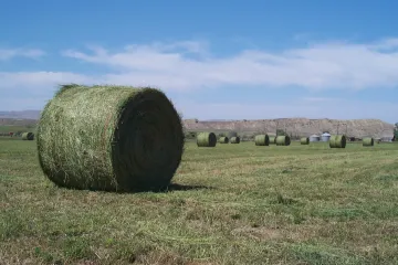Žádné brambory. Na Marsu se bude pěstovat vojtěška