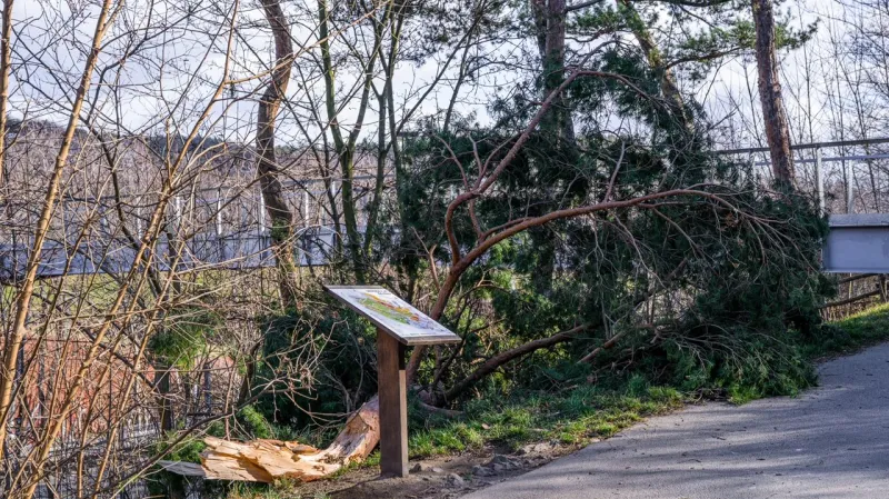 Kvůli větru je uzavřená pražská zoologická zahrada