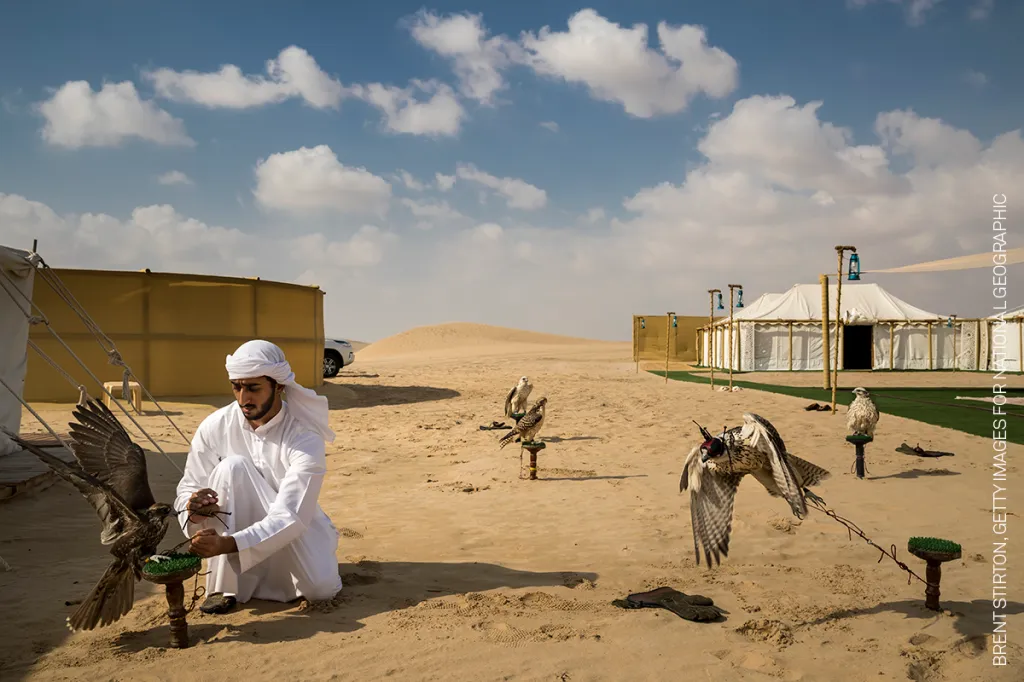 Nominace na vítěznou sérii v kategorii PŘÍRODA: Brent Stirton, Getty Images pro National Geographic – Sokoli a arabský vliv