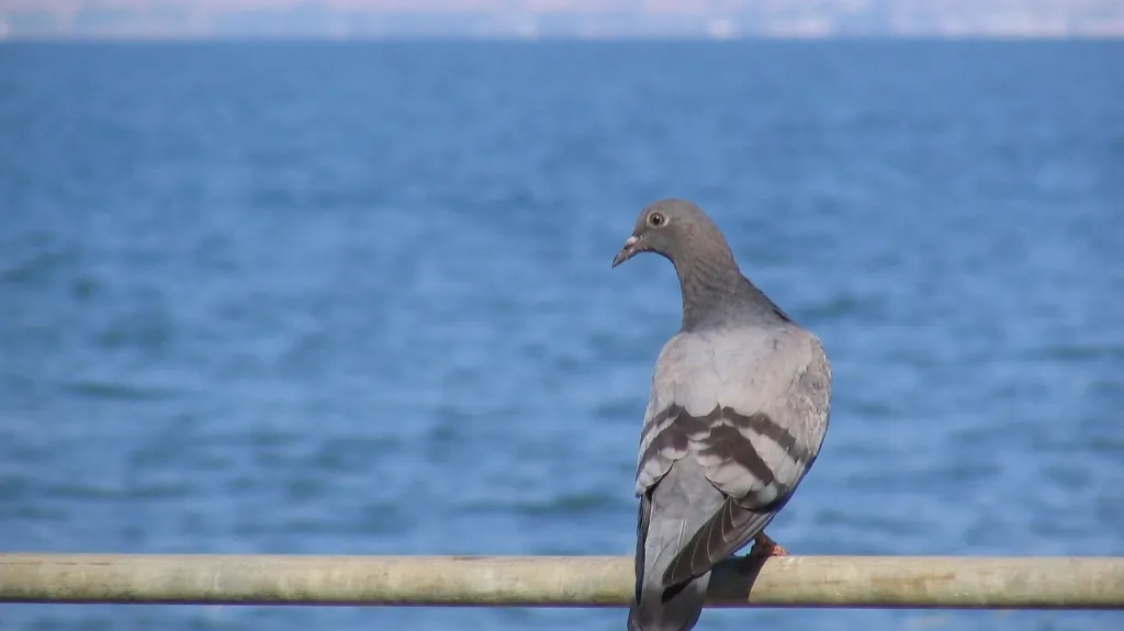 Holubice u galilejského jezera