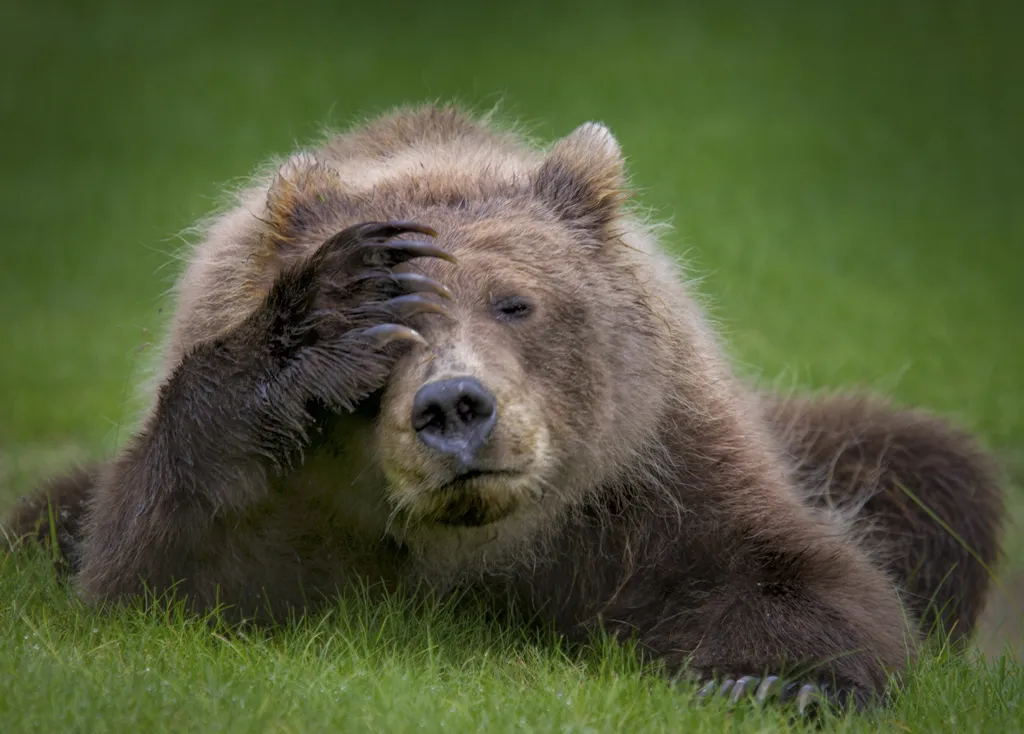 Medvěd hnědý s bolestí hlavy (jezero Clark, Aljaška)