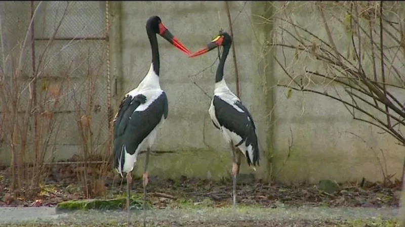 Reportáž Gabriely Sluštíkové