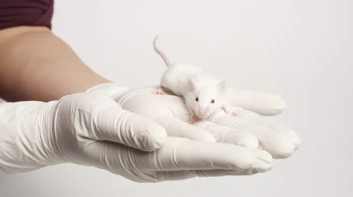 Myš senzitivní na infekci covidem