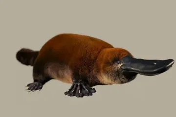 Vědci objevili pozůstatky praptakopyska, které ukazují, že se dřív mýlili v evoluční teorii tohoto druhu