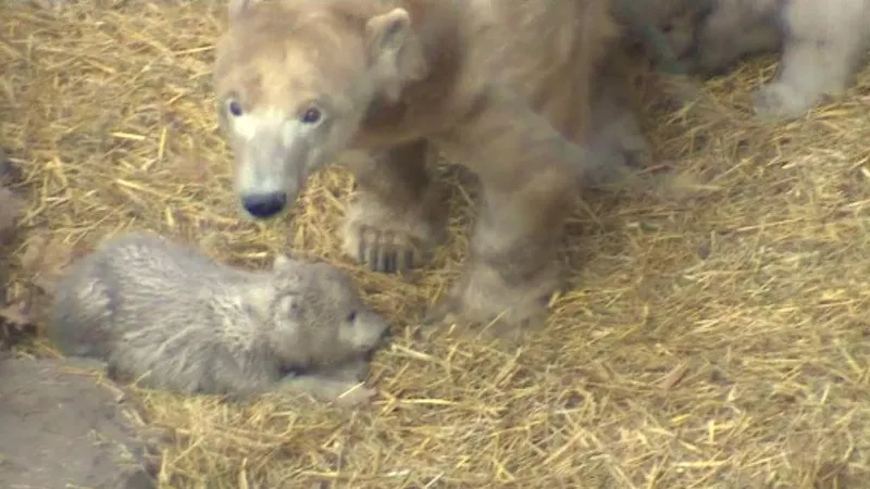 Cora své potomky bedlivě střeží
