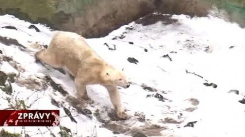 Reportáž Elišky Bučinové