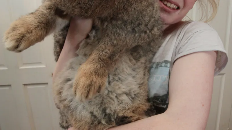 Obrovský králík Ralph