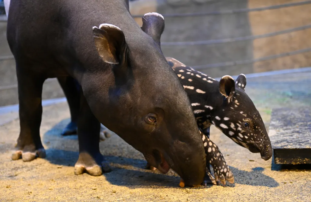 Ve zlínské zoologické zahradě se narodilo mládě tapíra čabrakového