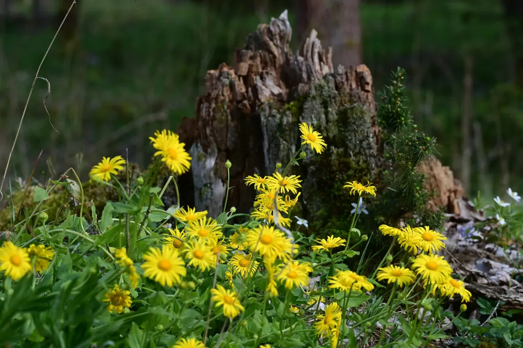 Kamzičník (Doronicum) je rod vytrvalých bylin, které rozkvétají velkými žlutými úbory. V Česku se nepravidelně vyskytuje pět druhů, z nichž pouze kamzičník rakouský je původní