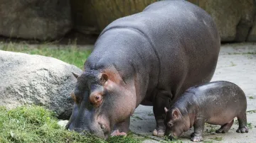 Hroch s mládětem
