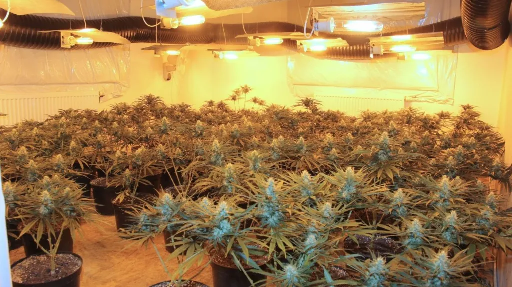Velkopěstírna marihuany