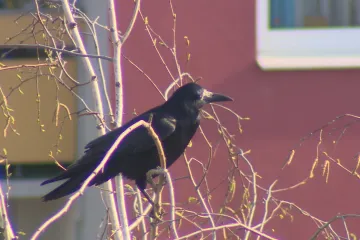 Na táborském sídlišti hnízdí velká kolonie havranů