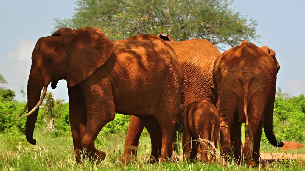 Stádo slonů afrických v národním parku Tsavo East