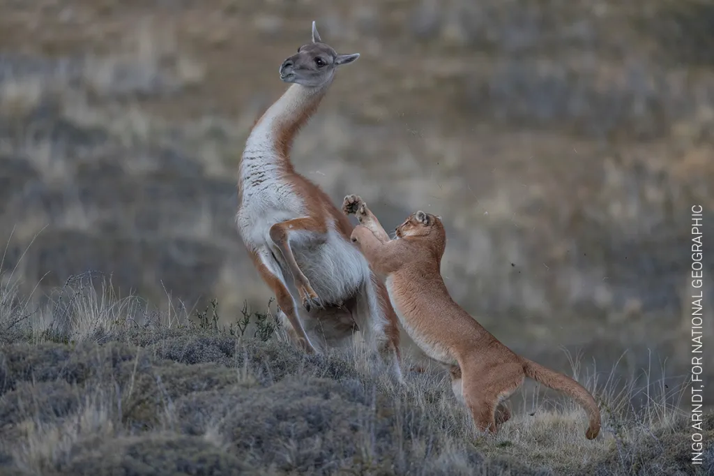 Nominace na vítěznou sérii v kategorii PŘÍRODA: Ingo Arndt pro National Geographic – Divoké pumy z Patagonie