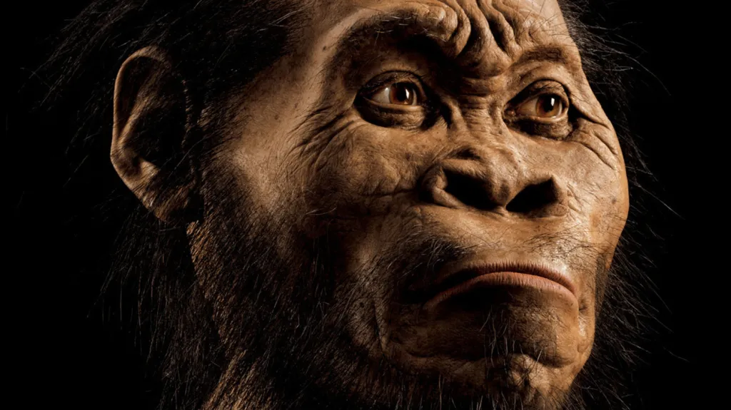 Možná podoba Homo naledi