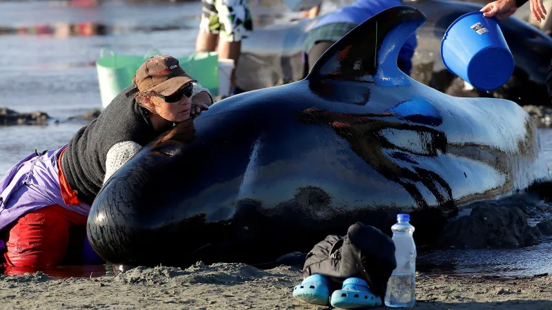 Záchrana kulohlavců na Novém Zélandu