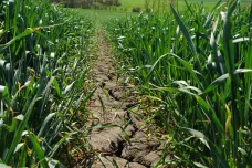 Sucho v některých částech Česka mizí i z hlubší vrstvy půdy. Hrozí naopak bleskové záplavy