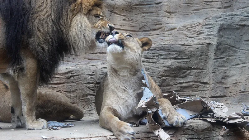 Hlavním cílem výroby hraček je zvířata zabavit a rozptýlit