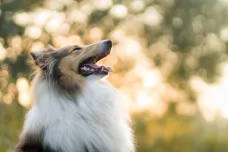 Nažloutlí psi získali svou barvu už od předků vlků, ukázala studie