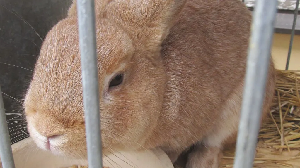 Výstava drobného zvířectva v Boskovicích