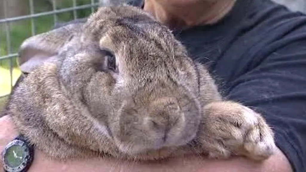 Králičí obr Ralph