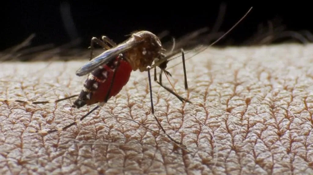 Malárii přenáší komáří samička rodu anofeles